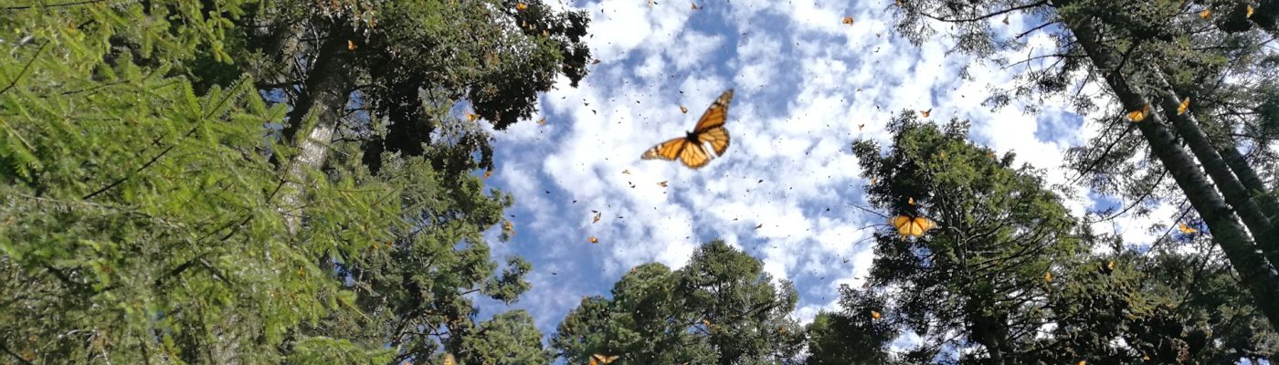 Como llegar al Santuario de la Mariposa Monarca y donde hospedarse