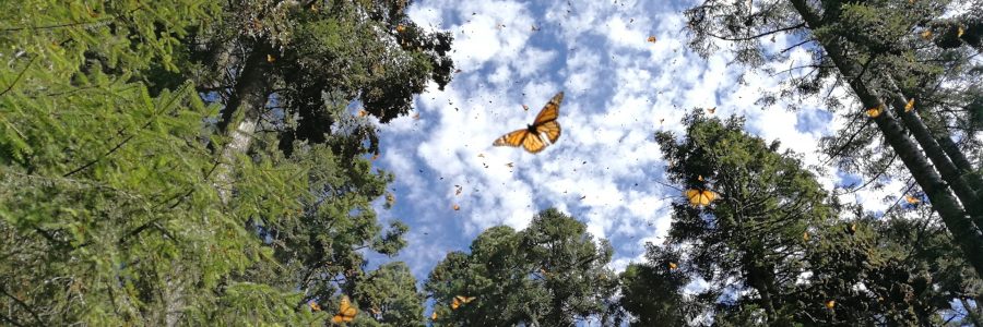 Como llegar al Santuario de la Mariposa Monarca y donde hospedarse
