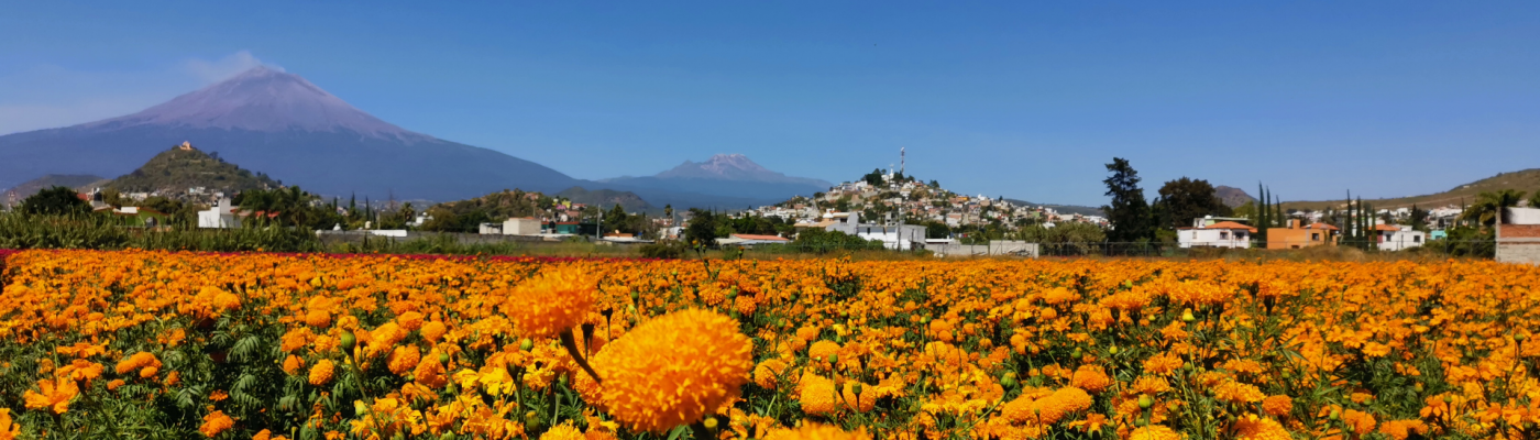 Donde ver y visitar los campos de Flor de Cempasúchil, lugares para tomarse las mejores fotos